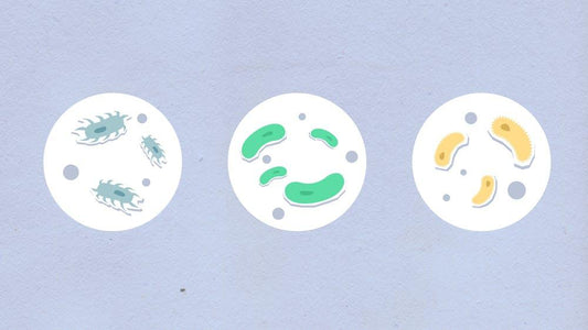 The Hallmarks of Aging - Sanz Solutions Health and Longevity