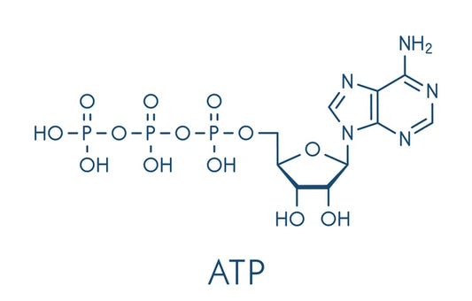 Understanding the Vital Role of ATP in the Human Body