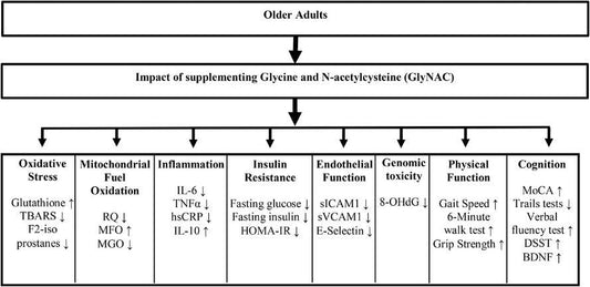 GlyNAC and Anti-Aging - Sanz Solutions Health and Longevity