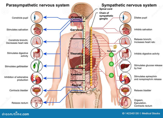 Understanding the Impact of Stress on the Sympathetic Nervous System